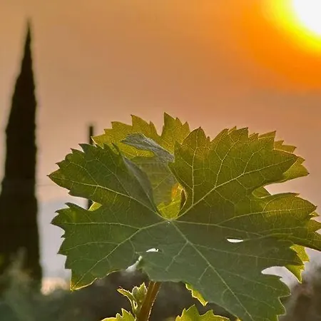 Villa Delle Vigne *