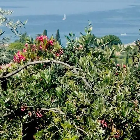 فيلة Delle Vigne
